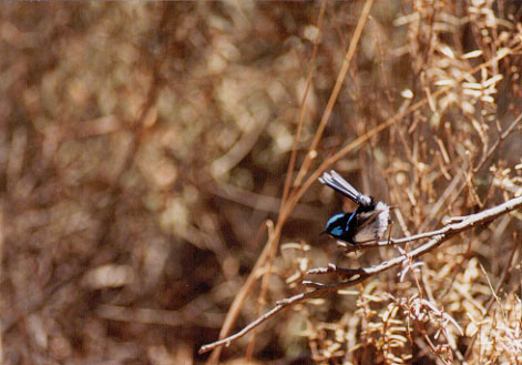 SUPERB BLUE-WREN (52KB)