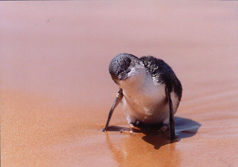 LITTLE PENGUIN (31KB)
