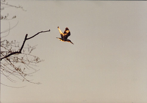 PIED KINGFISHER (24KB)