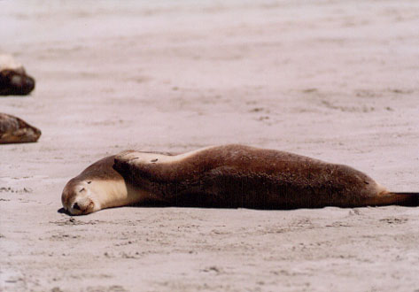 SEA LION (31KB)