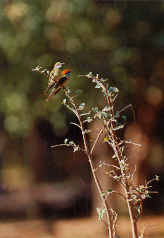 BLUE-THROATED BEE-EATER (41KB)