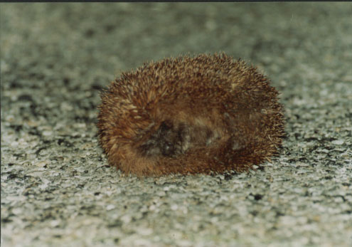ECHIDNA (46KB)