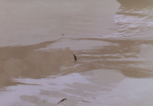 YELLOW-EYED PENGUIN (23KB)