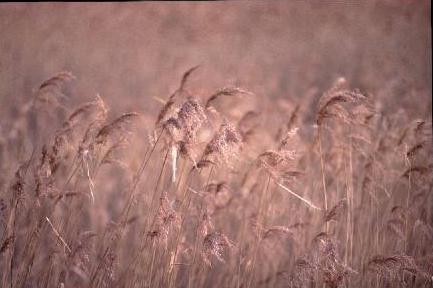 �͑����Q�@(19.2KB)