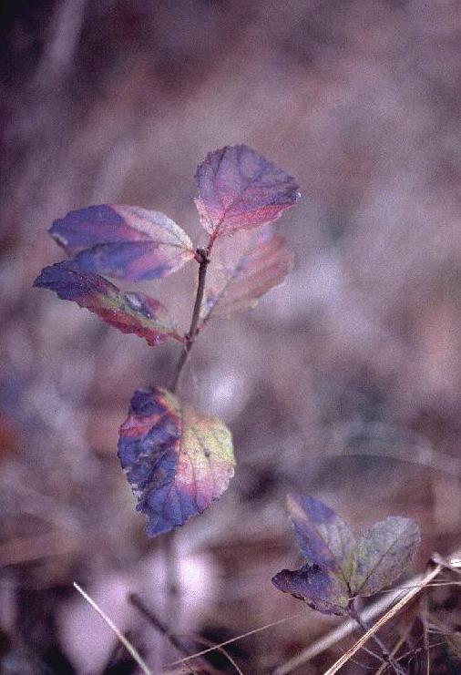 ���t�Q�@(54.2KB)