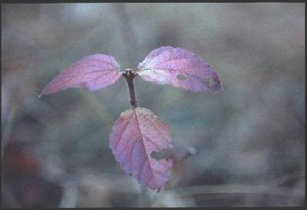 ���t�@(15.4KB)