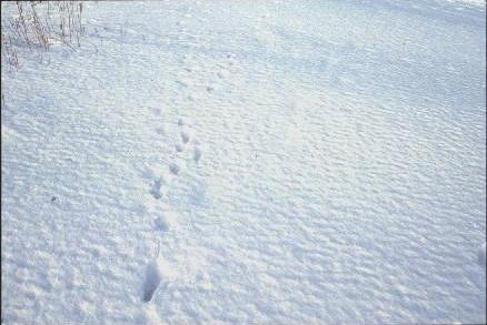 ���Ձ@(24.1KB)