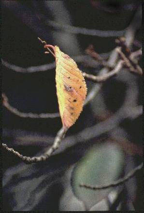 ���t�@�i16.6KB)